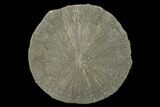 Large, Pyrite Sun - Sparta, Illinois #136645-1